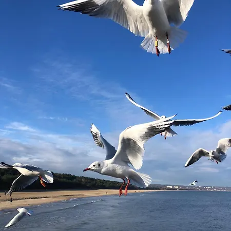 Lejlighed Nadmorski Dream W Gdansku Gdańsk