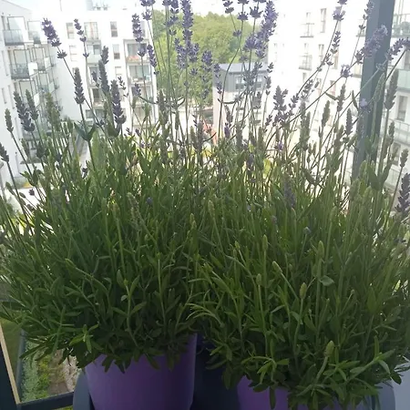 Nadmorski Dream W Gdansku Appartement *